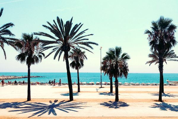Spain Barcelona beach palm trees 600 x 400
